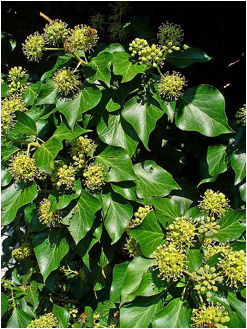 File source: http://commons.wikimedia.org/wiki/File:Hedera_helix_002.JPG