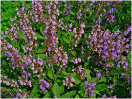 File source: http://commons.wikimedia.org/wiki/File:Salvia_officinalis_001.JPG